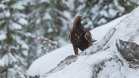 Eagle Hide Amazing Nature Scandinavia