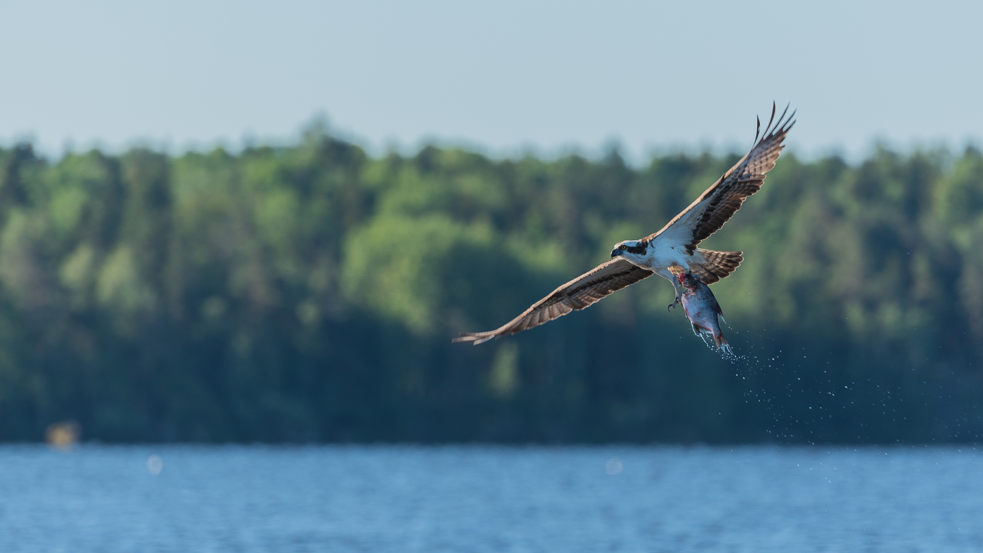 Osprey fishing. Lake Malaren, Sodermanland, Sweden, Stock Photo, Picture  And Rights Managed Image. Pic. U66-3038420