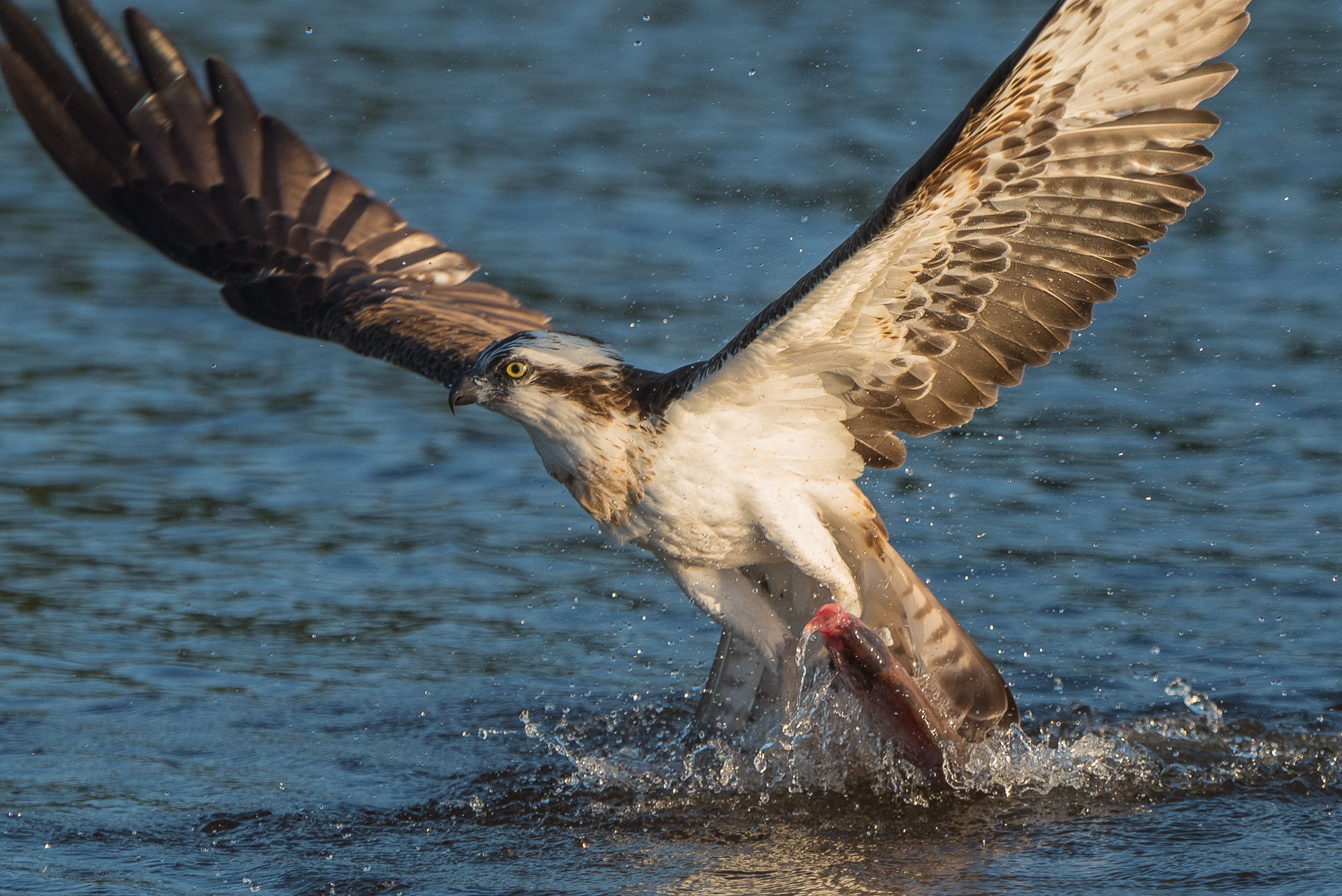 explore osprey